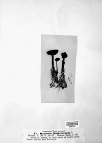 Auriscalpium vulgare image